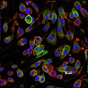 Asylia Therapeutics Science