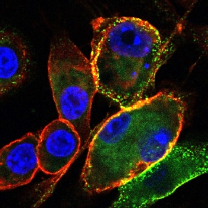 Asylia Therapeutics Science Cells